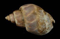 藏品(象牙鳳螺)的圖片